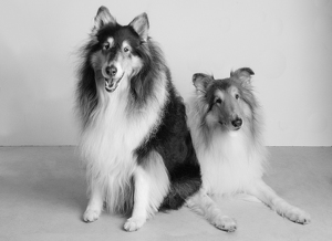 Fundraising Page: Sasha and Jaxx Carpenter